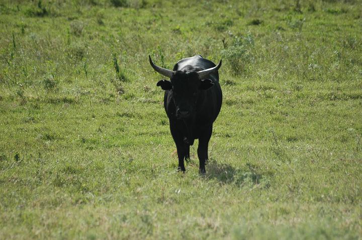 camargue (17)